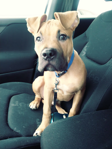 Pet Supply Store «PetSmart», reviews and photos, 2347 N Telegraph Rd, Monroe, MI 48162, USA