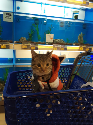 Pet Supply Store «PetSmart», reviews and photos, 842 Dawsonville Hwy, Gainesville, GA 30501, USA