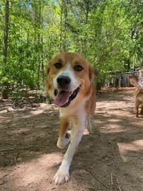 Re-Treat4Dogs - Photo 4 - Car repair in Fort Mill, SC, Rock Hill