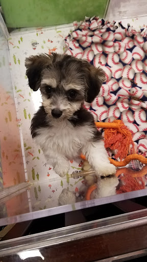 Pet Store «Charm City Puppies», reviews and photos, 8205 Snowden River Pkwy, Columbia, MD 21045, USA