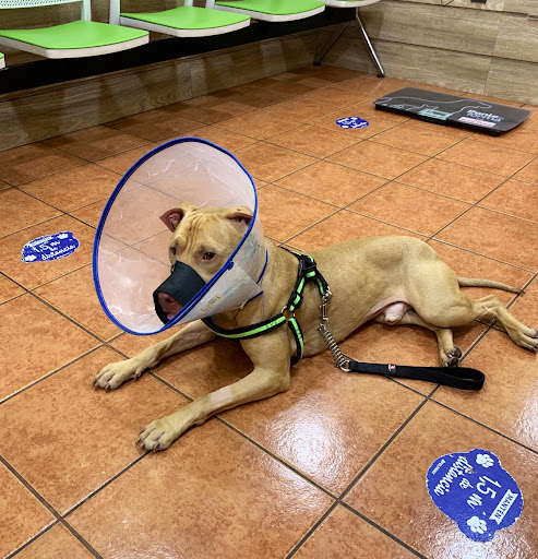 Clínica Veterinaria Vesal en Santa Cruz de Tenerife