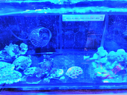 Pet Store «Discount Pets & Supplies», reviews and photos, 211 Hancock Bridge Pkwy, Cape Coral, FL 33990, USA