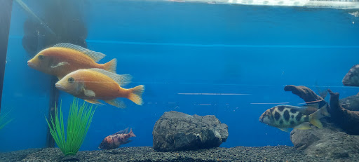 Pet Store «Bluewater Zoo Exotic Aquariums & Reptiles», reviews and photos, 159 Miracle Strip Pkwy SE, Fort Walton Beach, FL 32548, USA