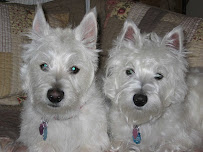 Oak Grove Veterinary Hospital - Photo 6 - Car repair in San Jose, CA, San Jose