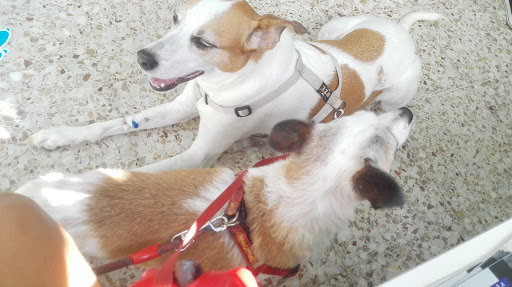 Clínica Veterinaria Los Principes en Taco