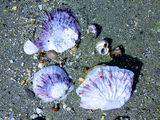 Nature Preserve «Littlejohn Island Preserve», reviews and photos, Pemasong Ln, Yarmouth, ME 04096, USA