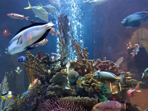 Tourist Attraction «Madame Tussauds Nashville», reviews and photos, 515 Opry Mills Dr, Nashville, TN 37214, USA