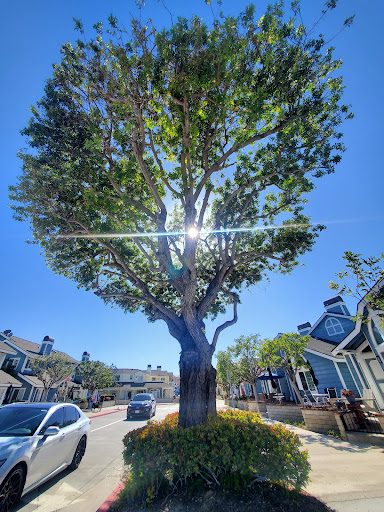 Grocery Store «Pavilions», reviews and photos, 3100 W Balboa Blvd, Newport Beach, CA 92663, USA