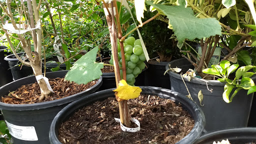 Hardware Store «Orchard Supply Hardware», reviews and photos, 5130 Mowry Ave, Fremont, CA 94538, USA