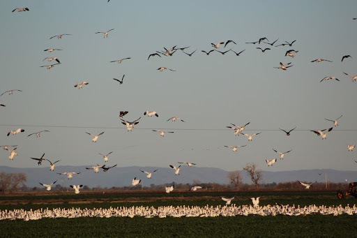 Nature Preserve «Woodbridge Ecological Reserve», reviews and photos, 7730 W Woodbridge Rd, Lodi, CA 95242, USA