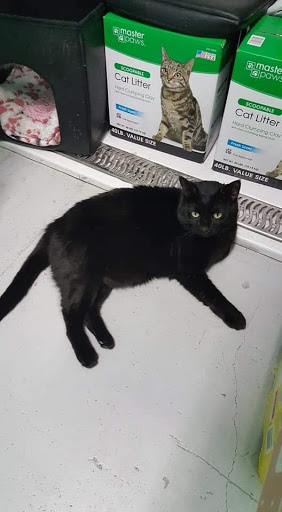 Pet Groomer «Delaware Pet Stuff», reviews and photos, 435 Dunlap St, Delaware, OH 43015, USA