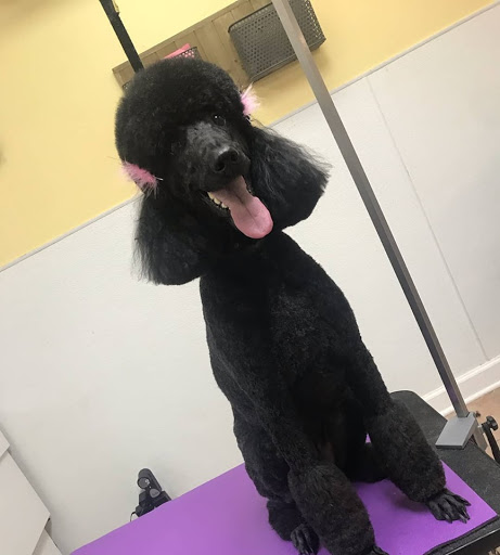 Pet Supply Store «Animal House Grooming & Quality», reviews and photos, 229 W Absecon Blvd, Absecon, NJ 08201, USA