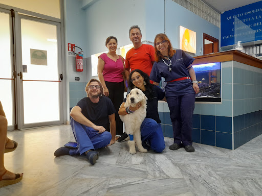 Pensioni per cani e dog hotel a Croce Azzurra Veterinaria