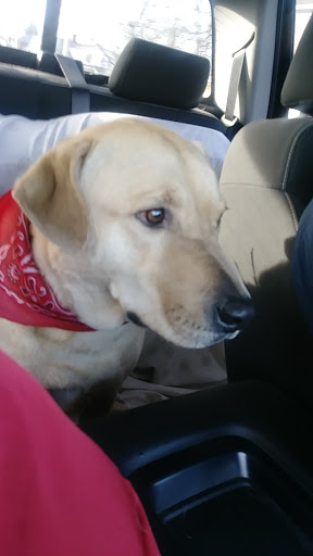 Pet Supply Store «Pets Choice», reviews and photos, 454 Daniel Webster Hwy, Merrimack, NH 03054, USA