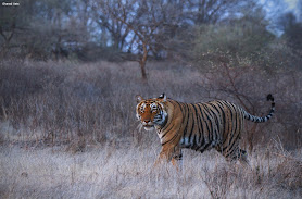 Big Cats of India GmbH – Ihr Schweizer Spezialist für Tiger-Safaris in Indien
