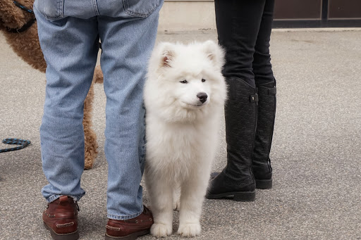 Car Dealer «AlphaCars & Ural of New England», reviews and photos, 649 Massachusetts Ave, Boxborough, MA 01719, USA