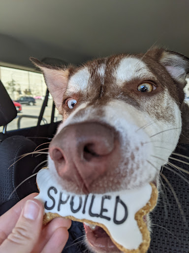 Pet Groomer «That Dog Wash», reviews and photos, 1401 Jackson St, Omaha, NE 68102, USA