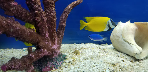 Pet Store «Sea Life Aquarium Services», reviews and photos, 174 Semoran Commerce Pl A101, Apopka, FL 32703, USA