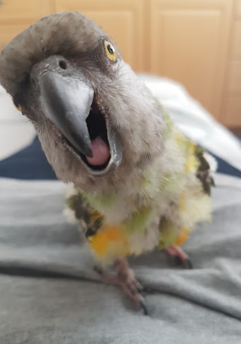 All Star Parrots Rescue and Rehoming