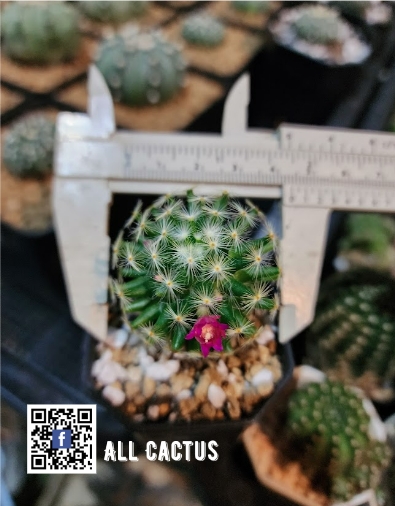 All cactus