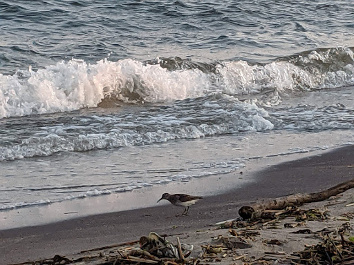 Nature Preserve «Sandy Point Bird Sanctuary», reviews and photos, Beach St, West Haven, CT 06516, USA