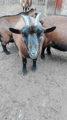 Photos des visiteurs Gasthaus/Pension Gästehaus Villa Prix 47445 Moers
