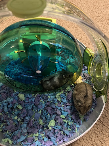 Pet Supply Store «Petco Animal Supplies», reviews and photos, 850 Statler Blvd, Staunton, VA 24401, USA