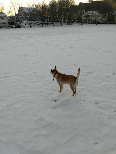 Park «ROGERS PARK», reviews and photos, 30 Rogers Park Ave, Boston, MA 02135, USA