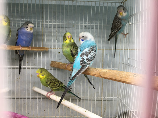 Pet Store «Tropical Pets Inc.», reviews and photos, 37-65 103rd St, Corona, NY 11368, USA