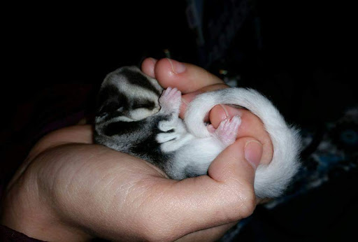 Pet Supply Store «Pet Supplies Plus», reviews and photos, 4505 S 76th St, Greenfield, WI 53220, USA