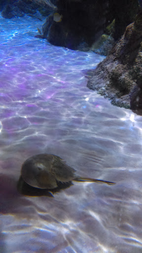 Aquarium «SEA LIFE Charlotte-Concord Aquarium», reviews and photos, 8111 Concord Mills Boulevard, Concord, NC 28027, USA