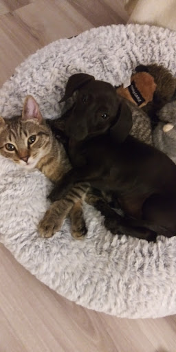 Pet Supply Store «Pet Supermarket», reviews and photos, 835 Blanding Blvd, Orange Park, FL 32065, USA