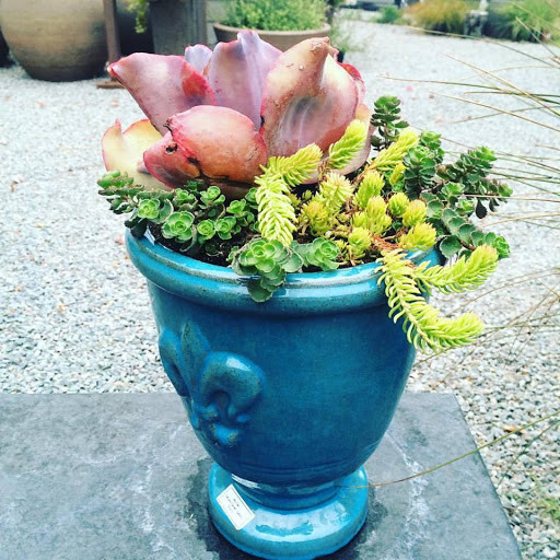 Florist «Moj San Gift and Garden Gallery», reviews and photos, 301 Wilson St, Petaluma, CA 94952, USA