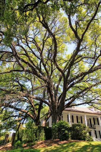 History Museum «Kaminski House Museum», reviews and photos, 1003 Front St, Georgetown, SC 29440, USA