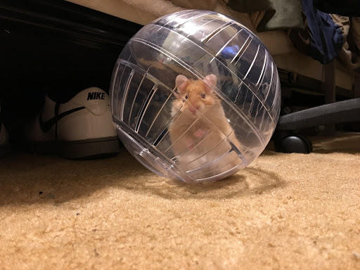 Pet Supply Store «Petco Animal Supplies», reviews and photos, 12050 Industry Blvd, Jackson, CA 95642, USA