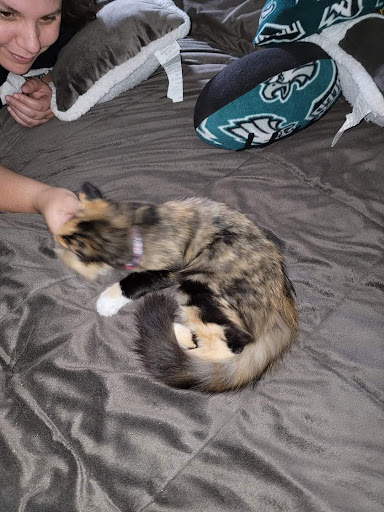 Pet Store «Pets Plus - Lansdale», reviews and photos, 555 S Broad St, Lansdale, PA 19446, USA