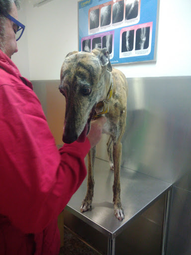 Clínica Veterinaria Fuenfresca en Teruel