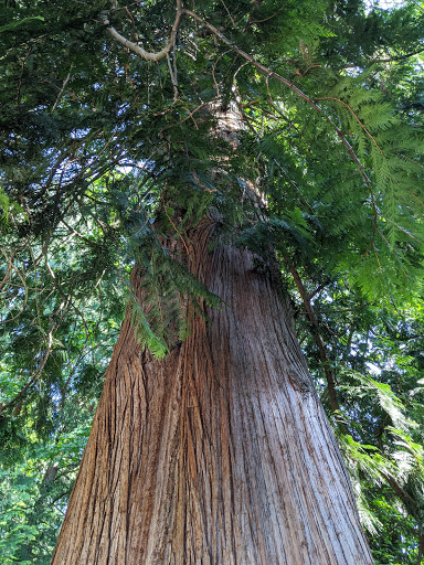 Park «Zumdieck Park», reviews and photos, 1500 108th Ave NE, Bellevue, WA 98004, USA