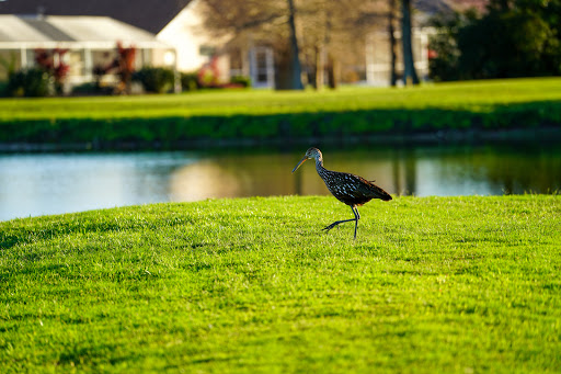 Golf Club «Tara Golf & Country Club», reviews and photos, 6602 Drewrys Bluff, Bradenton, FL 34203, USA