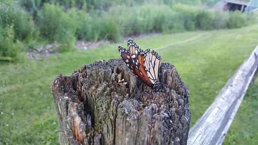 Park «Hoosier Grove Park», reviews and photos, 700 W Irving Park Rd, Streamwood, IL 60107, USA