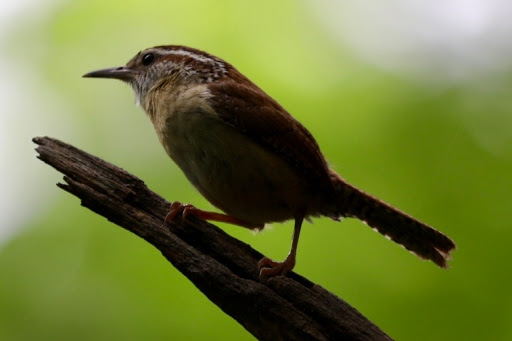 Nature Preserve «Hemlock Bluffs Nature Preserve», reviews and photos, 2616 Kildaire Farm Rd, Cary, NC 27511, USA