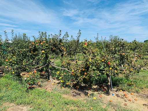 Farm «Lewin Farms», reviews and photos, 812 Sound Ave, Calverton, NY 11933, USA