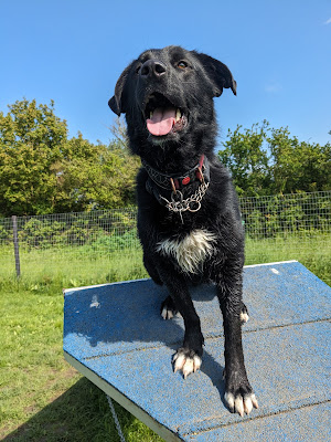 Cathedral View Dog Park Ely