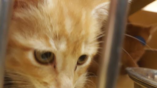 Pet Supply Store «PetSmart», reviews and photos, 104 Dettro Dr, Mattoon, IL 61938, USA