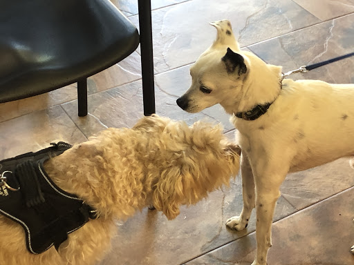 Información y opiniones sobre Sanivet Centro Veterinario de Guadalajara