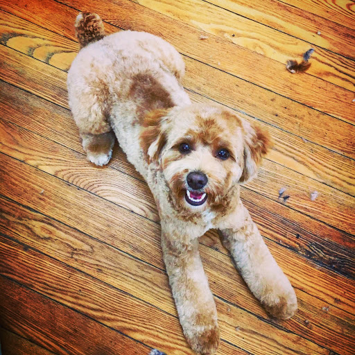 Pet Store «Pawsh Dog Boutique», reviews and photos, 31 Gloucester St, Boston, MA 02115, USA