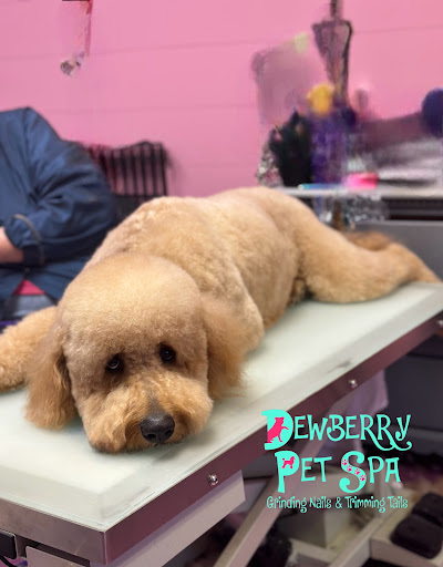 Dewberry Pet Spa, Boarding & Doggy Daycare