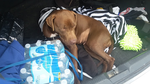 Pet Supply Store «Pet Supplies Plus», reviews and photos, 4524 Heritage Trace Pkwy, Fort Worth, TX 76244, USA