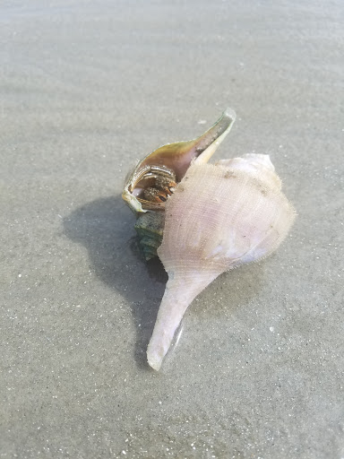Golf Course «Bloody Point Golf Club & Beach Resort», reviews and photos, 56 Fuskie Ln, Daufuskie Island, SC 29915, USA