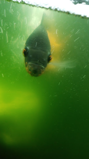 Pet Supply Store «Pet Supplies Plus», reviews and photos, 2600 McFarland Blvd E U, Tuscaloosa, AL 35405, USA